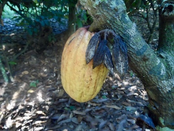 cocoa pod in Cote d'Ivoire