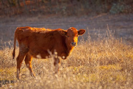 Cow in a field