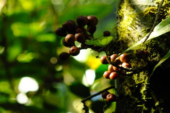 Coffee growing in Madagascar