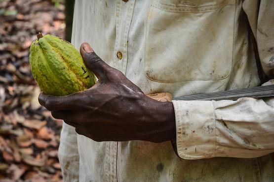 Man holding cocoa in Côte d'Ivoire. Photo © Anna Koblanck/WBG