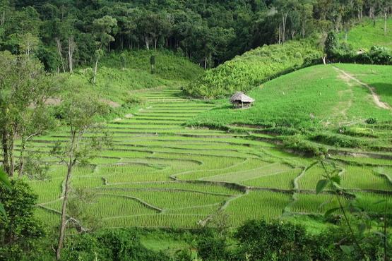 Photo: Rice in Thailand. By Vincent Lit. Used under Creative Commons Attribution-NonCommercial-NoDerivs 2.0 Generic License