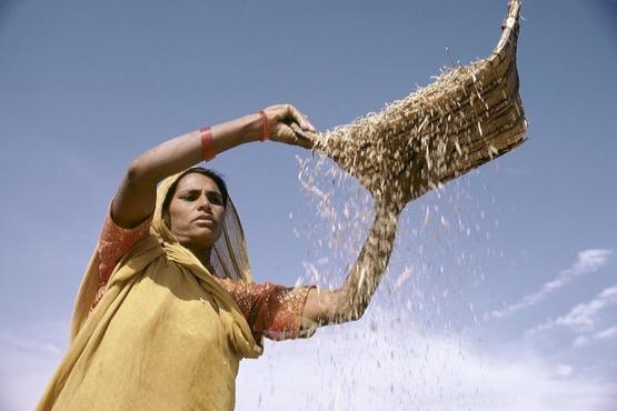 Sifting grain. India. Photo: Ray Witlin / World Bank