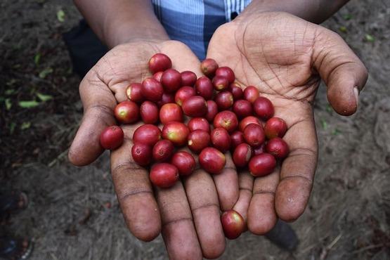 Coffee cherry selection. Photo @timothybhill/Used under Creative Commons Attribution-NonCommercial-NoDerivs 2.0 Generic License https://flic.kr/p/C6Lwm9