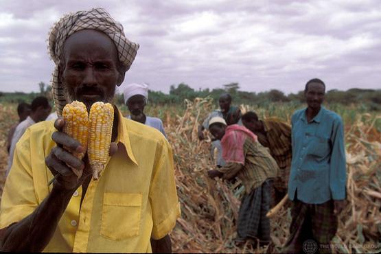 A man examines two ears of corn, while others work in the field behind him