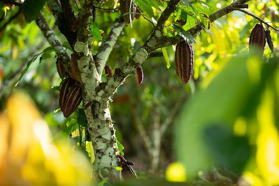 Cocoa in Peru. Photo by Marlon del Aguila Guerrero/CIFOR