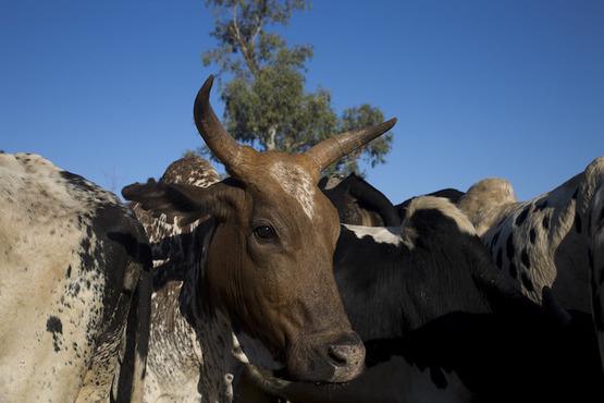 Photo: Cattle at a market in Madagascar. By Karel Prinsloo/IFC