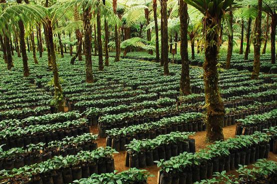 Photo: Coffee plants grow under natural shade created by a native tree species on this Rainforest Alliance Certified Coffee Farm in Guatemala. Photo by Charlie Watson/USAID. Used under Creative Commons Attribution-NonCommercial-NoDerivs 2.0 Generic License