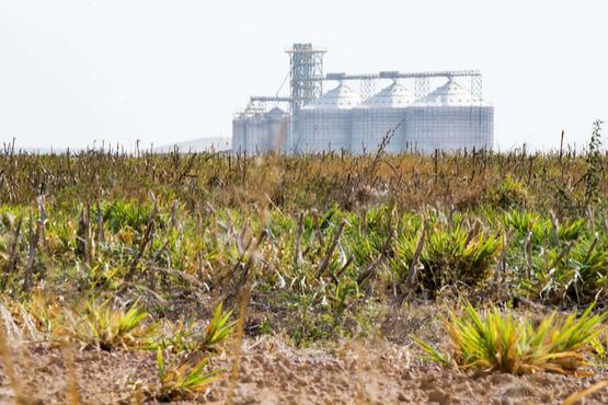 Soya plantation siloes