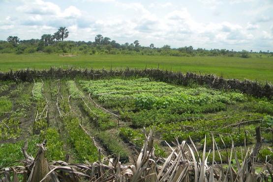 A tree nursery in Guinea. Photo by Stephanie Otis, USFS International Programs/USAID. Used under Creative Commons Attribution-NonCommercial-NoDerivs 2.0 Generic License.