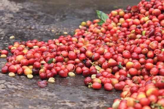 Photo: Coffee cherries in Papua New Guinea. By Counter Culture Coffee. Used under Creative Commons Attribution-NonCommercial-NoDerivs 2.0 Generic License