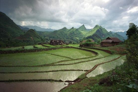 Rice-fields in a valley near Lao Cai, northern Vietnam. Photo: © Tran Thi Hoa / World Bank   