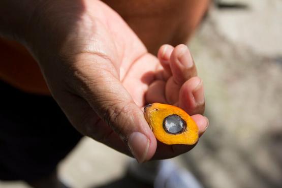 A hand holding an oil palm kernel