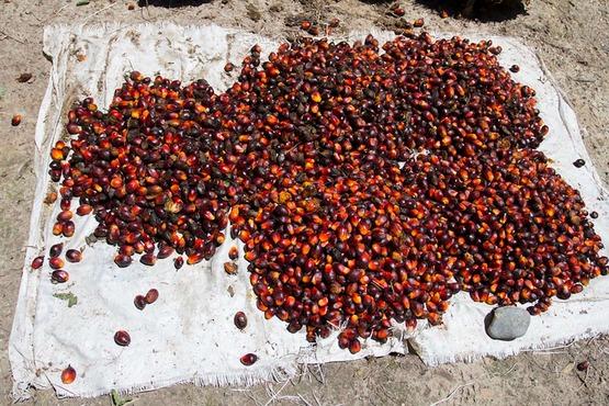 Palm fruit spread out on the ground