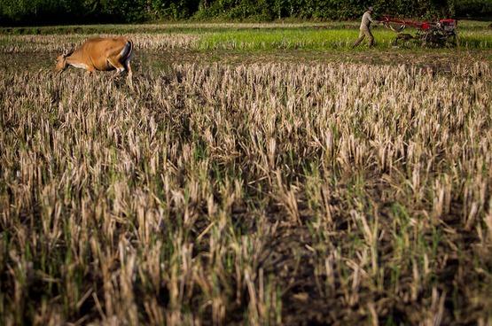 A farmer plows land in Pangkep, South Sulawesi, Indonesia. Tri Saputro/CIFOR