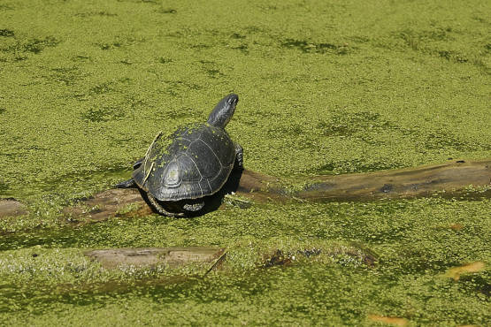 Turtle in Nizhynskyi Regional Landscape Park